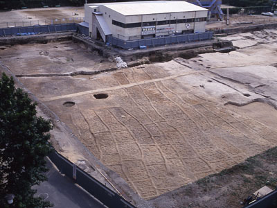 Paddy field 1