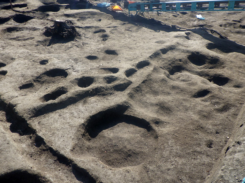 掘削を終えた植栽や耕作の痕跡とみられる凹凸（北西から）