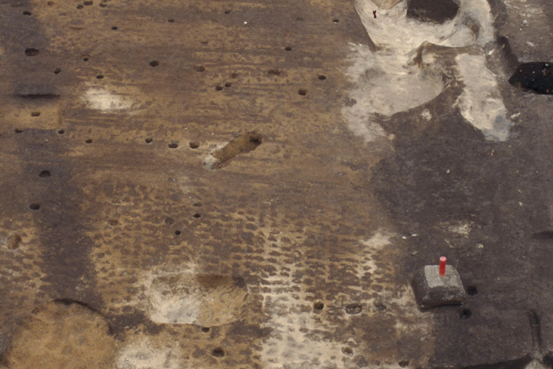 吉田南構内で確認された根茎痕や鋤溝の跡